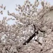 みその画像