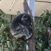 にゃーこさんの画像