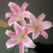 Lily