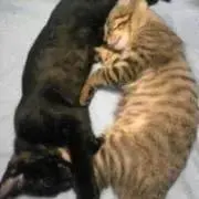 メグミ
