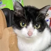 ちみなの画像