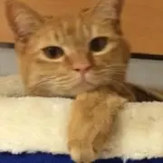 ごじたんの画像