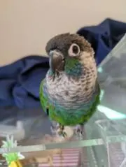 やなの画像