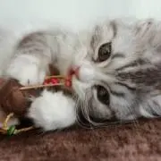ねこねこの画像