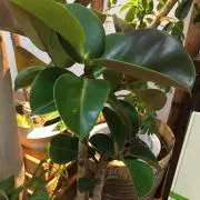 はりはなママ