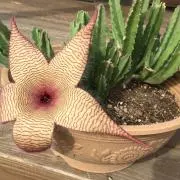y@gracias...の画像