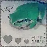かえるの画像