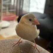 ちぃの画像