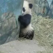 太熊猫