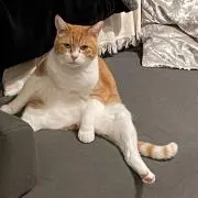 ミートボールの画像