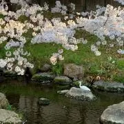 sachoの画像