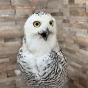 モチ兄貴の画像
