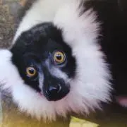 エリマキキツネザル