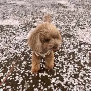 のん⭐︎の画像