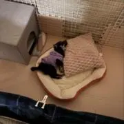 りこの画像