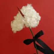 kanonの画像
