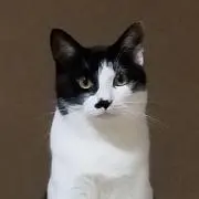 エビオの画像