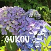 gukou☆ 即購入可˚✧₊の画像