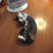 かな