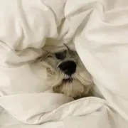 yの画像