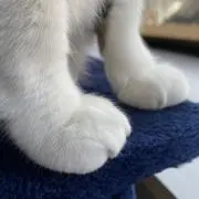 KZT