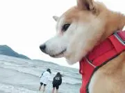 ちずの画像