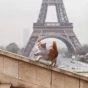 パピヨンの画像