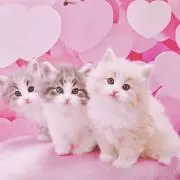 OLIVEの画像