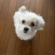 kukukuの画像