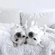あいの画像