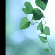 りーふの画像