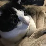 カズの画像