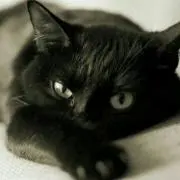 くろねこの画像