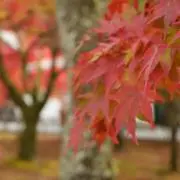 あかいの画像
