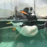 あやの画像