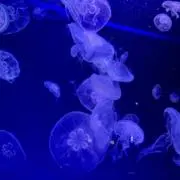 ハチ★の画像