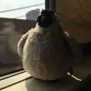 ぺんちゃんの画像