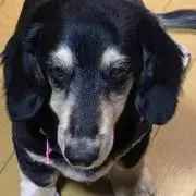 どらごんの画像