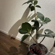 SM◎の画像