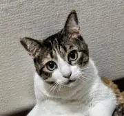 りらぐまの画像