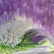 フジの画像