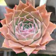 ロミの画像