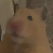 りぷの画像