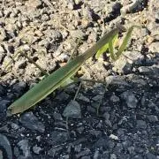 やもはまろた