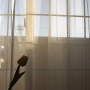 花の画像