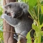 ひらひらの画像