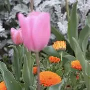 megamiの画像