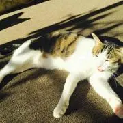 トム