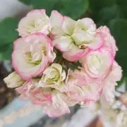 Sunny Daysの画像