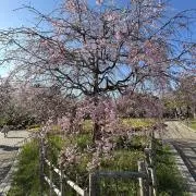 Tの画像